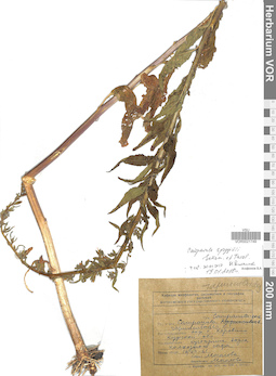 VOR 0021749