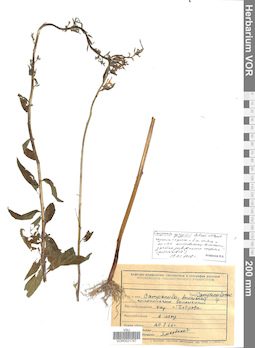 VOR 0021747