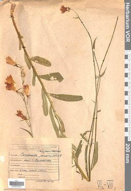 VOR 0022351