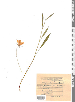 VOR 0022339