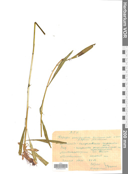 VOR 0022335