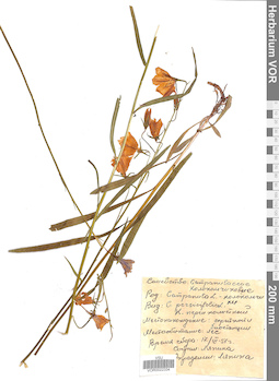 VOR 0022334