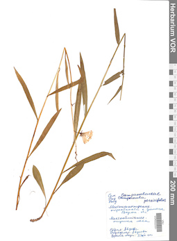 VOR 0022331
