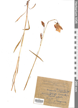 VOR 0022320