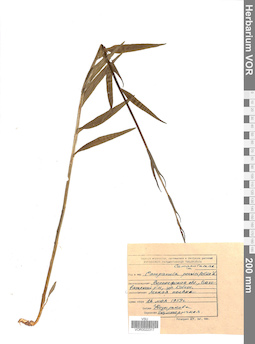 VOR 0022317