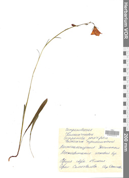 VOR 0022312