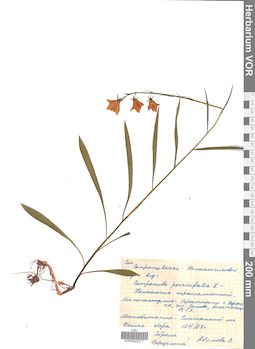 VOR 0022311