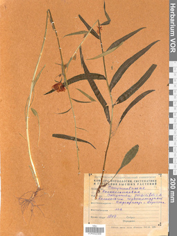 VOR 0022309