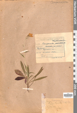 VOR 0022306