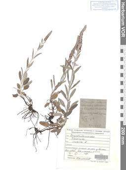 VOR 0021054