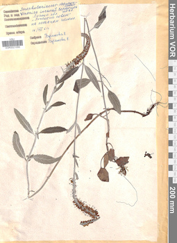 VOR 0021050