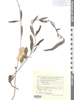 VOR 0021048