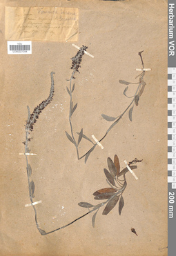 VOR 0021044
