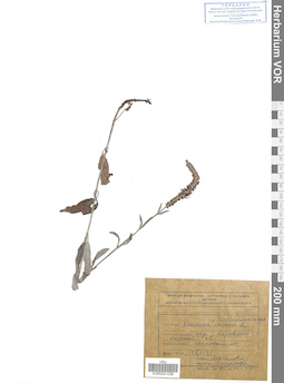 VOR 0021038