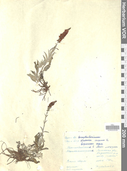 VOR 0020538