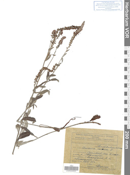 VOR 0020537