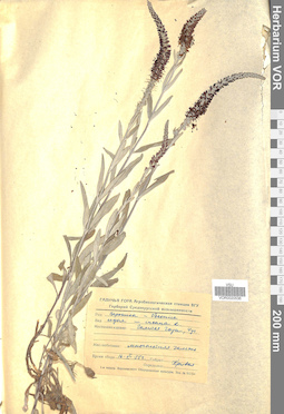 VOR 0020536