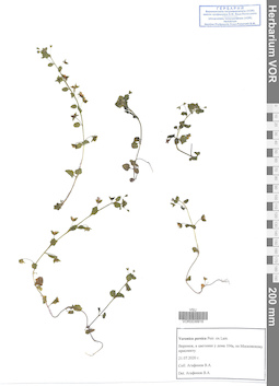 VOR 0039916