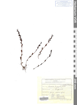 VOR 0013219