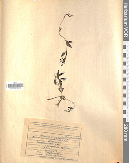 VOR 0012443