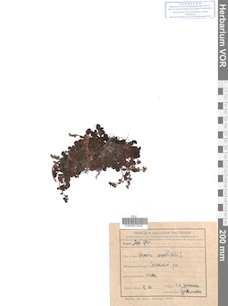 VOR 0012431