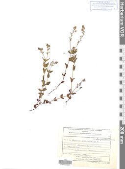 VOR 0020525