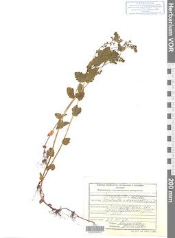 VOR 0020515