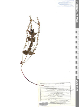 VOR 0020509