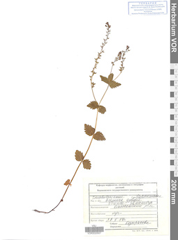 VOR 0020507