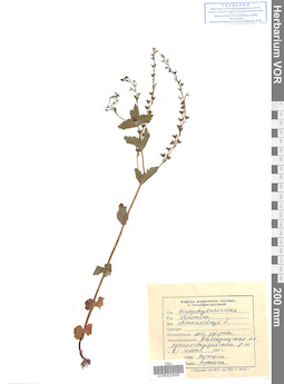 VOR 0020506