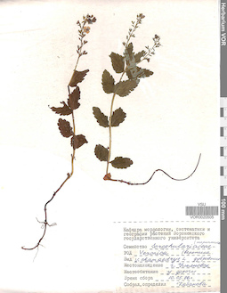 VOR 0020505
