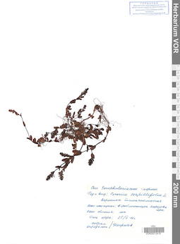 VOR 0012418