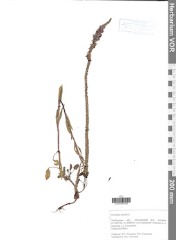 VOR 0040498