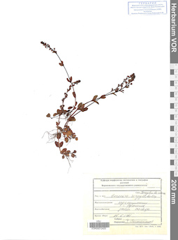 VOR 0012420