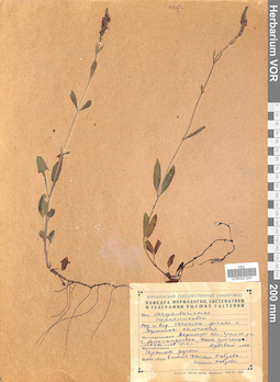 VOR 0021241