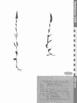 VOR 0021238