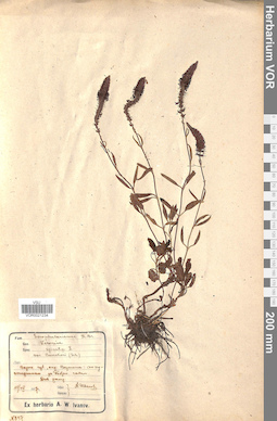 VOR 0021234