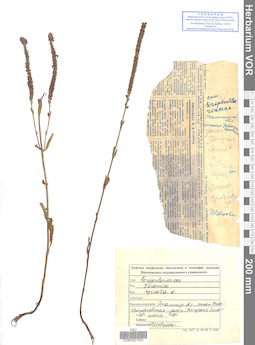 VOR 0021202