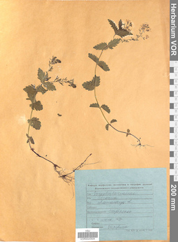 VOR 0020504