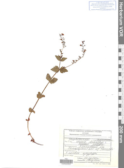 VOR 0020503