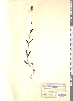 VOR 0020501
