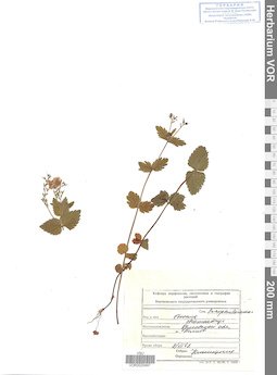 VOR 0020497