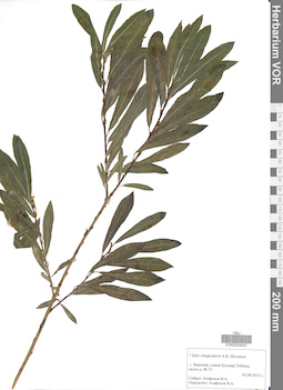 VOR 0024547