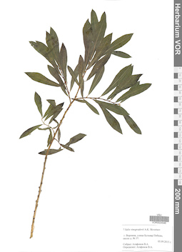 VOR 0024546