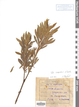 VOR 0024544