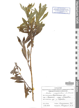 VOR 0024542
