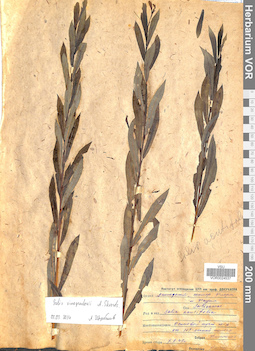 VOR 0024537