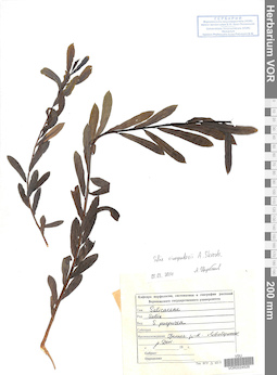VOR 0024526