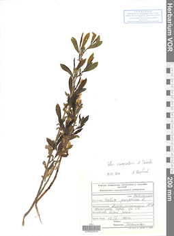 VOR 0024516