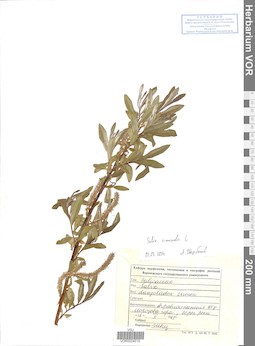 VOR 0024519